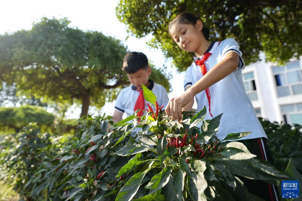 凤凰平台介绍